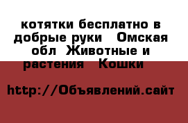 котятки бесплатно в добрые руки - Омская обл. Животные и растения » Кошки   